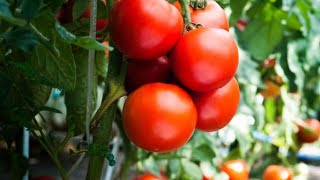 Срочно-Профилактика фитофторы на томатах.