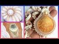 Sea shell jewelry designs/Sea Shell craft