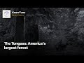 The Tongass: America's largest forest | #Shorts