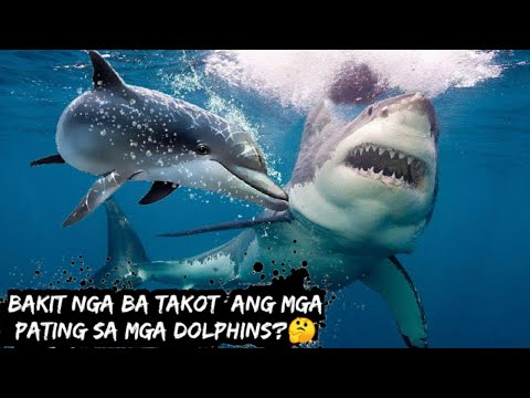 Bakit Takot Ang mga Pating sa Dolphin? | Why Sharks afraid of Dolphins?