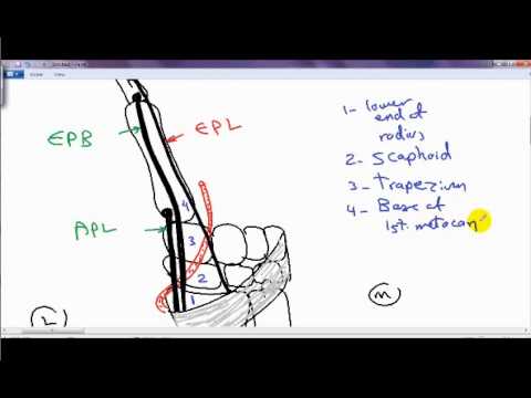 Anatomical Snuff Box DR SAMEH GHAZY