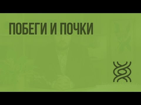 Побеги и почки. Видеоурок по биологии 6 класс