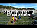 [4K] Full Tour of LA TRINIDAD BENGUET STRAWBERRY FARM &amp; Strawberry Picking Experience!