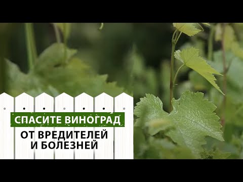 Болезни и вредители