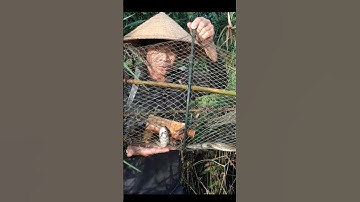 Thăm Lờ Dính 3 Con Cá Lóc Đồng #shorts #thămlờcá #cálócđồng