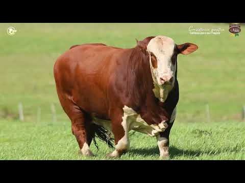 LOTE 15 - TAT 7702 M Braford