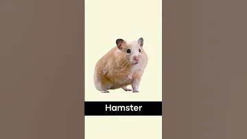 Was ist die Mehrzahl von Hamster auf Englisch?