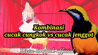 Masteran kombinasi cucak cungkok vs cucak jenggot