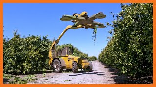 Citrus Tree Pruning, Part 1: Topping