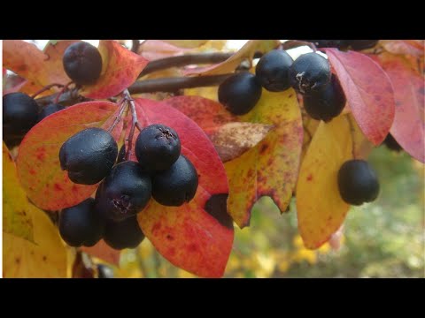 Videó: Cranberry Cotoneaster Care – Tippek a tőzegáfonya termesztéséhez