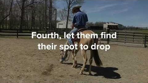 Teach your horse to lay down in 5 steps