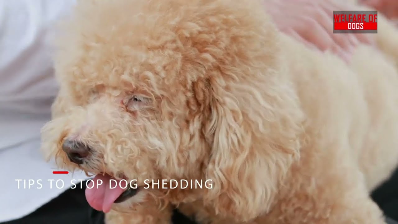 The 12 Large Dog Breeds That Don't Shed