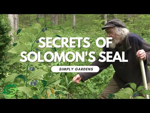 Video: Coltivazione del sigillo di Salomone: come piantare il sigillo di Salomone