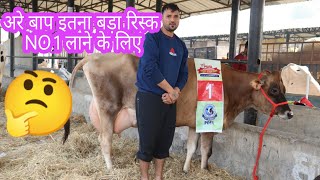 अरे बाप इतना बड़ा रिस्क NO.1 लाने के लिए,,Guri Jersey Dairy Punjab India top breed Jarsi JARSI cow