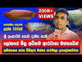 Inside Sri Lanka's Biggest Arowana Breeding Farm - Arowana Fish Breeding in Sinhala