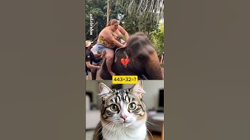 cat reaction video #trending #video #viral #cat #entertainment #allcountry