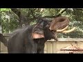 Kerala Elephant In Musth!