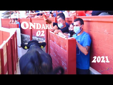 Vídeo: Toros Salvajes Gisando - Vista Alternativa