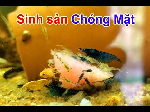Video Học cách Setup Hồ nuôi Tép Cảnh sinh sản của Người... - youtube