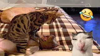 Funniest Cats And Dogs Videos 😁 - Best Funny Animal Videos 2024 🥰 #199