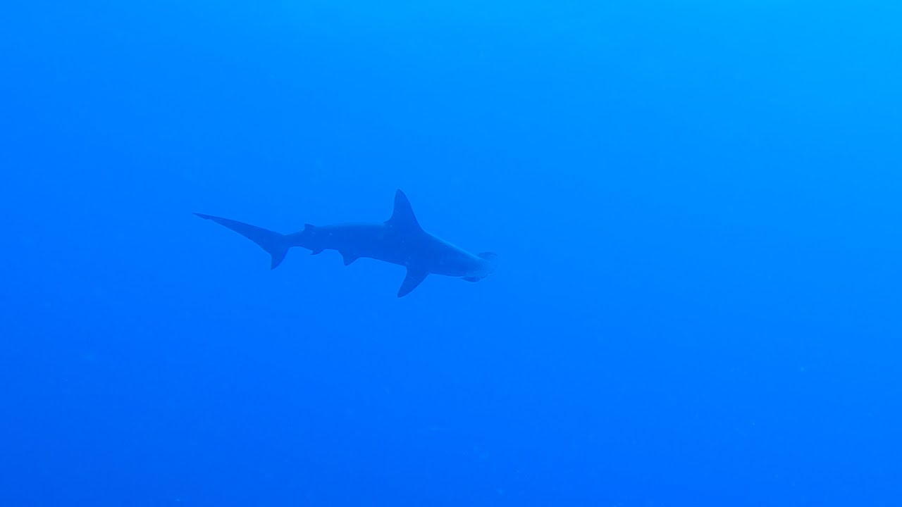 "B.D.E Highlights" Scuba Diving with Hammerhead Sharks(Brothers, Deadalus,Elphinstone) Red Sea-Egypt