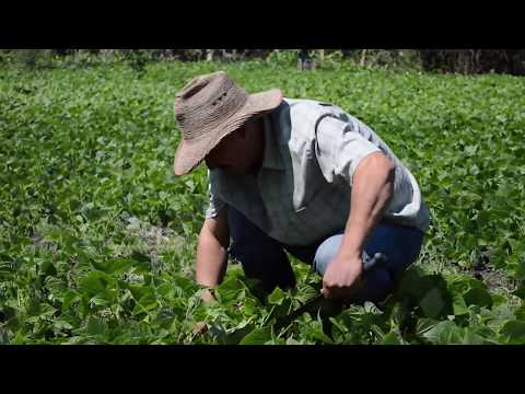 Video: Lo que mata Signalgrass: deshacerse de las plantas de Signalgrass