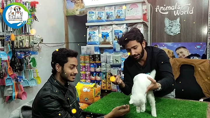 Video 535641: white persian cat family, persian cat happy, cat adoption, pets animals, beautiful cat