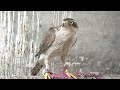 With Moulting Goshawk Jurra || Raptors Today