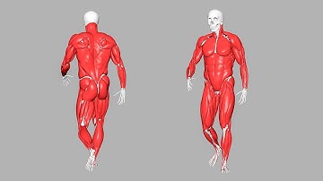 ZIVA VFX Muscle Simulation