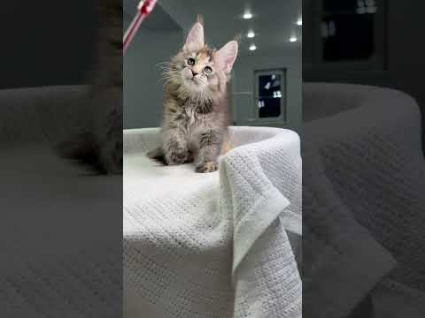 Sheila Marble Tortoise Shell Maine Coon Female Kitten Available Now | Purebred Kitties