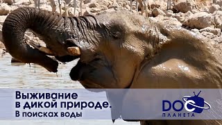 Выживание в дикой природе - Часть 4. В поисках воды - Документальный фильм