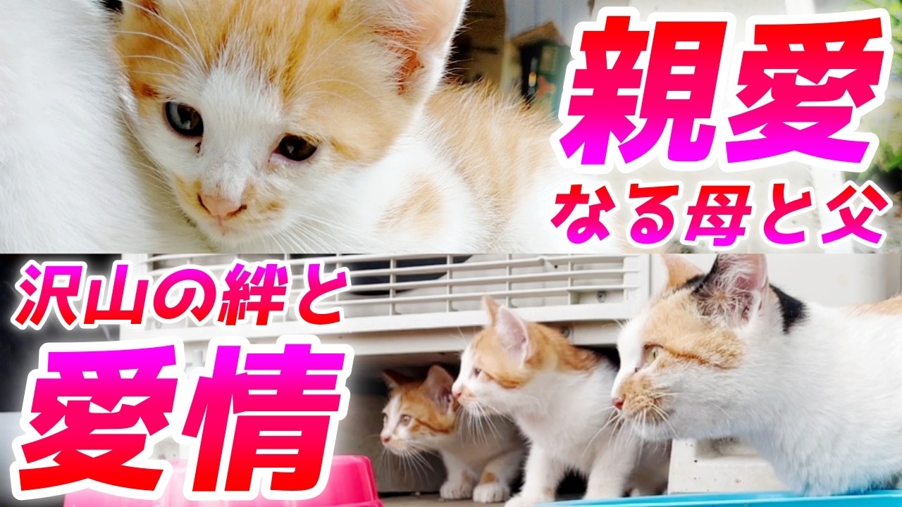 ふんばり親子猫 三毛猫 三毛猫家族物語】幼い頃からずっと母猫の傍に居続けるママっ子な