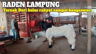 Raden Kambing Lampung. Dari Kelas Rakyat sampai Bangsawan Part 1