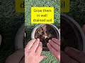 First flowering of Tulips grown from bulbs in my garden ||#gardening #tulips #trendingshorts