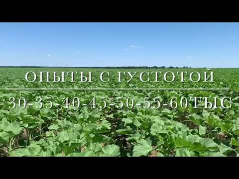 Посев подсолнечника. Какая густота лучше? Результаты опыта.