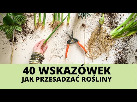 Wideo: Przesadzanie Roślin Domowych