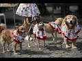 ОГО! Карнавал в Ріо. Парад собак! Brazil&#39;s dog carnival parade