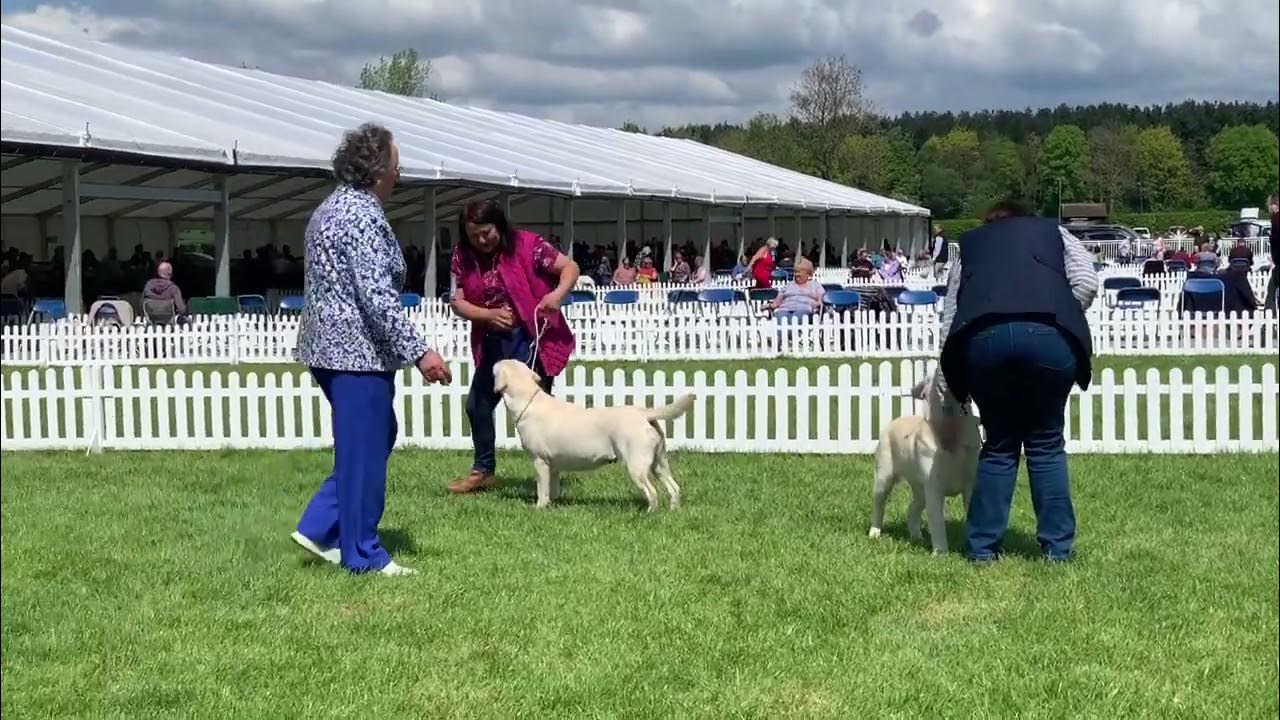 Birmingham National Dog Show 2022 YouTube