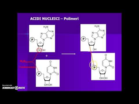 Video: Differenza Tra Un Ribonucleotide E Un Desossiribonucleotide
