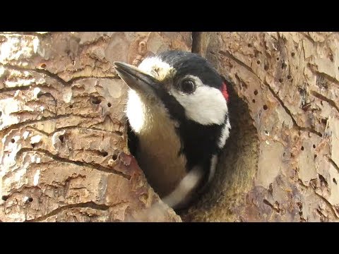 Видео: Дятел делает дупло весной, Woodpecker makes a hollow in the spring