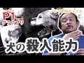 【ベスト10】超危険？！犬の〇人能力【P1グランプリ】