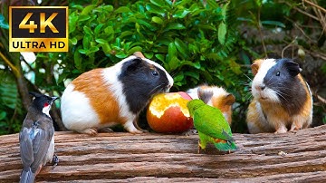 ULTIMATE Calming Nature for Cats 😺 Cute Birds & Hungry Guinea Pigs 🐹Videos to Mesmerize Cats| 4K HDR