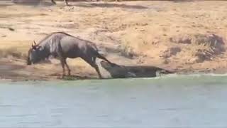 Ngiyamethemba i Trust Him