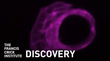 Naming a New Cell : The F-Cell