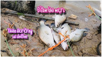 Một ngày câu đầm khô mực ,thiên đường cá chẽm ở phước an ( 2023 )