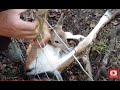 WOODLAND RESCUE YOUNG DEER TRAPPED IN WIRE FENCE