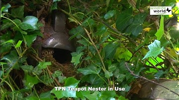 Robin Teapot Nester In Use