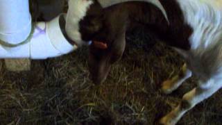 BOER GOAT KID FEEDER (auto-self) Hello, just made some of these auto feeders. They are of PVC pipe thin wall, a tee, and a 22.5 degree elbow. Hope this helps