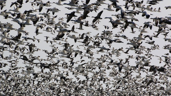 Why Did the Canada Goose Cross the Road? — Audubon Society of Northern  Virginia