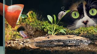 TERRARIUM AVEC DES ISOPODES - [30 JOURS PLUS TARD]